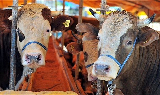 KURBANLIK SATIŞLARI BAŞLADI