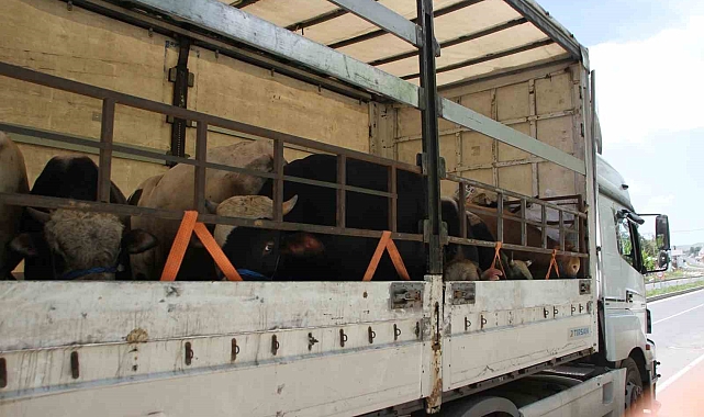 Malazgirt'te kurbanlık sevkiyatı başladı