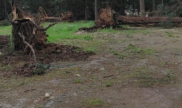 Sarıkamış'ta rüzgar ağaçları yerinden söktü