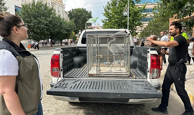 Valilik bahçesine düşen gri balıkçıl tedavi altına alındı