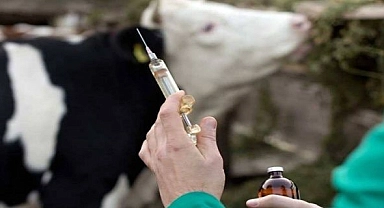 Valilik'ten Şap hastalığı ile ilgili açıklama