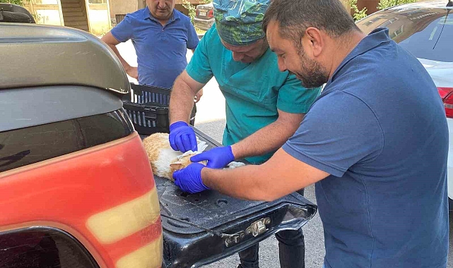 Veteriner ekipleri hasta kediler için seferber oldu