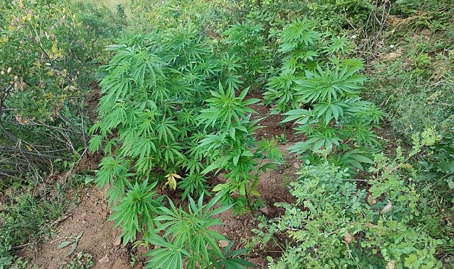 138 kök kenevir bitkisi ele geçirildi