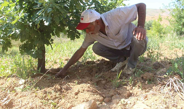 3 dönüme ektiği trüf mantarının çıkmasını dört gözle bekliyor