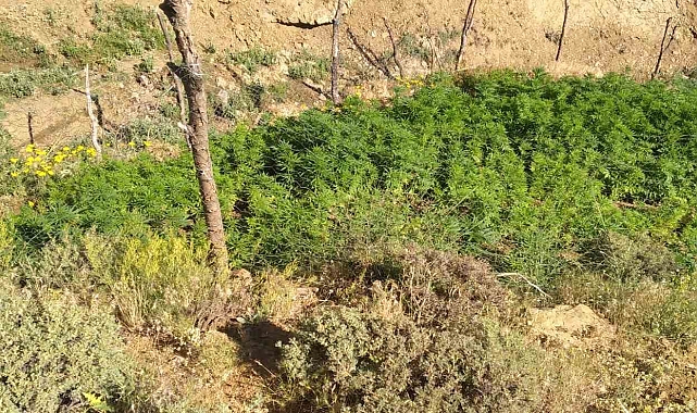 5 bin kök kenevir bitkisi ele geçirildi