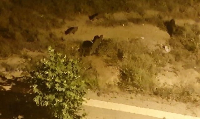 Aç kalan yaban domuzları şehre indi