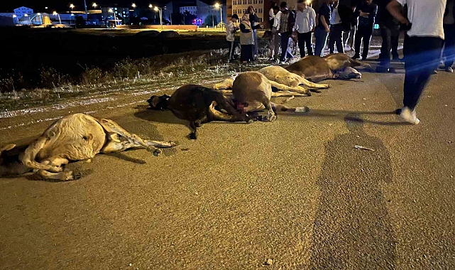 Araç sürüye çarptı: 7 büyükbaş hayvan telef oldu