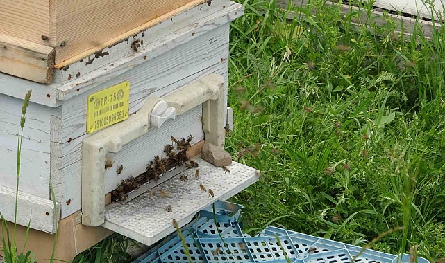 Ardahan&#039;da kaçak arıcılıkla mücadele