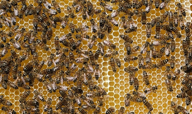 Aşırı sıcaklara karşı arıları koruyun
