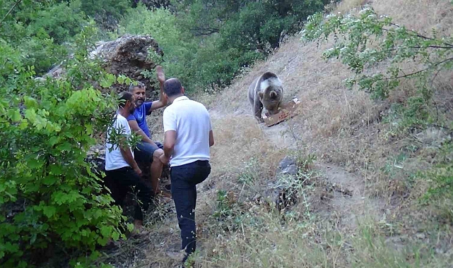 Bozayı, karnını doyurmak için kamp alanına geliyor