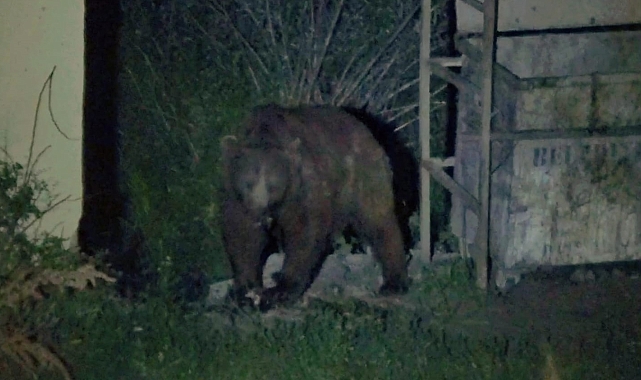 Bozayılar karınlarını doyurmak için ilçe merkezine iniyor