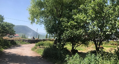 Cancur Festivali meyve bahçelerinde yapılacak
