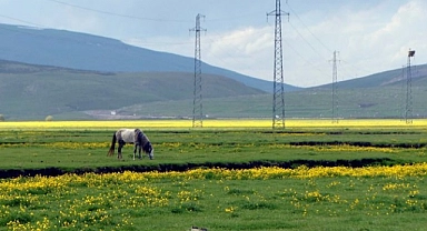Göle ovası çiçek açtı