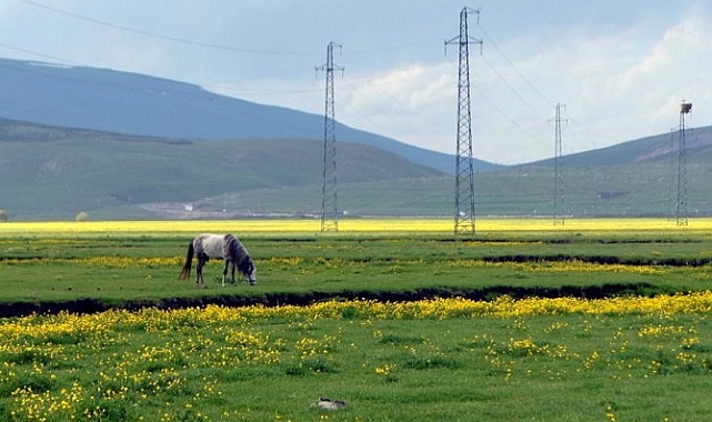Göle ovası çiçek açtı