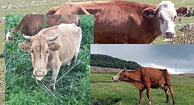 Hayvanlar ölüyor, Yunus Baydar ilaç satıyor!