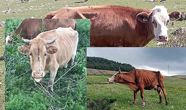 Hayvanlar ölüyor, Yunus Baydar ilaç satıyor!
