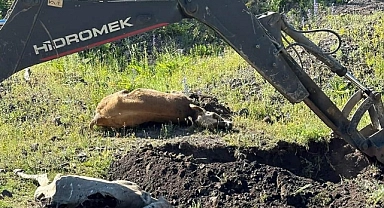 Kalecik’de telef olan hayvanlar toplu şekilde gömülmeye başlandı