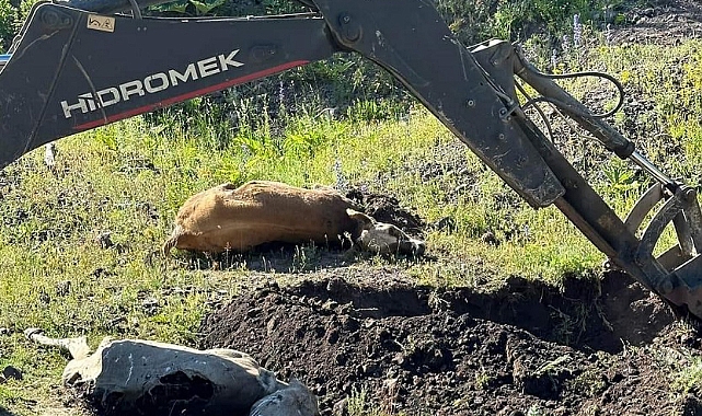 Kalecik’de telef olan hayvanlar toplu şekilde gömülmeye başlandı
