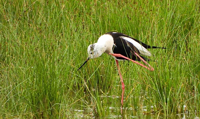 Kuşlar doğal yaşamlarında görüntülendi