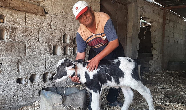Manda yavrusu, siyah beyaz renklerle doğdu