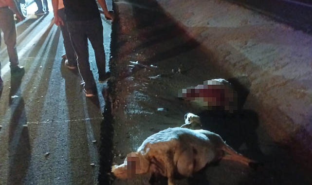 Otomobil koyun sürüsüne çarptı: 2 kişi yaralandı