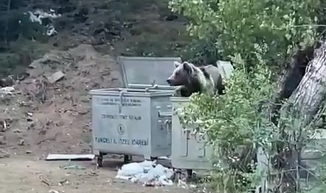 Piknik yapan vatandaşlara &#039;ayı&#039; sürprizi
