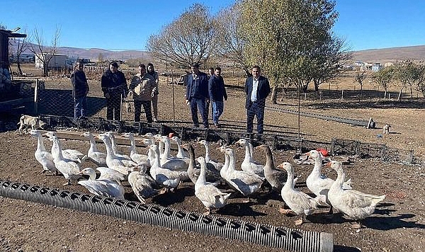 Ulusal kaz yetiştiriciliği çalıştayı ve kaz günü etkinliğinin tarihi belli oldu