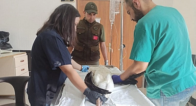 Yaralı kuşlar Kars'a gönderildi!
