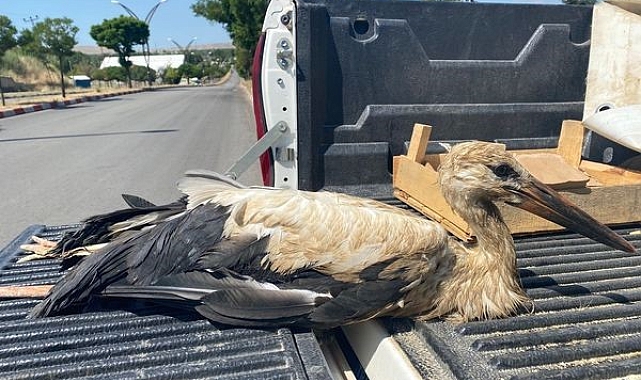 Yaralı kuşlar tedavi altına alındı
