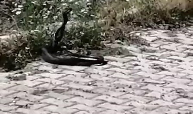 Yılanların dansını köylüler ilgiyle izledi