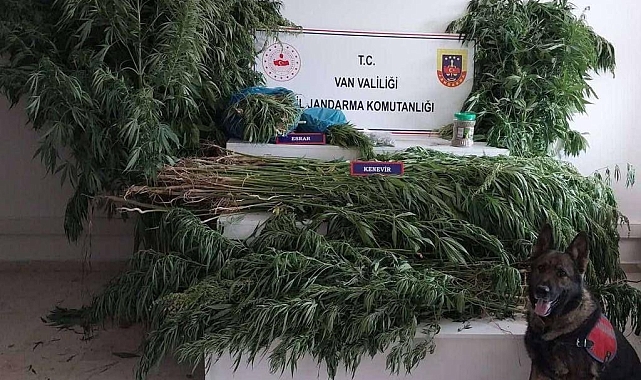 605 kök hint keneviri ele geçirildi