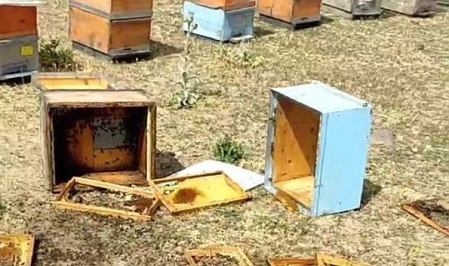 Aç kalan ayılar kovanları parçaladı