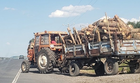 Ağaç katliamları devam ediyor