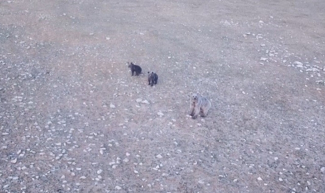 Anne ayı ve 2 yavrusu dron ile görüntülendi