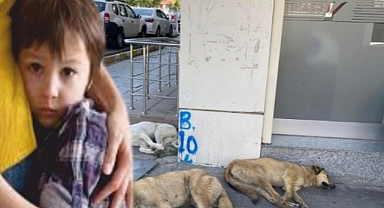 Ardahan'da vatandaşın başı köpeklerle dertte!