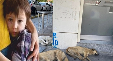 Ardahan'da vatandaşın başı köpeklerle dertte!
