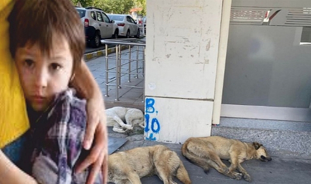 Ardahan'da vatandaşın başı köpeklerle dertte!