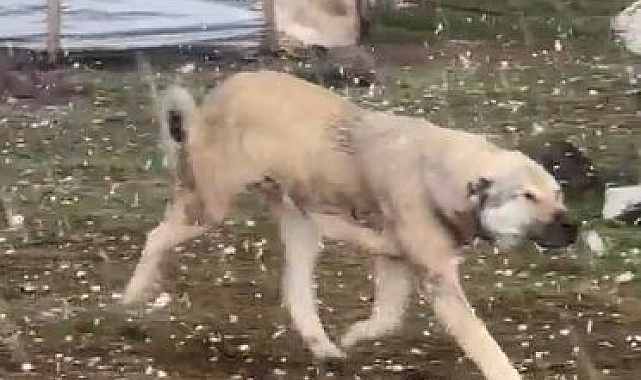 Ardahan'da misket büyüklüğünde dolu yağdı