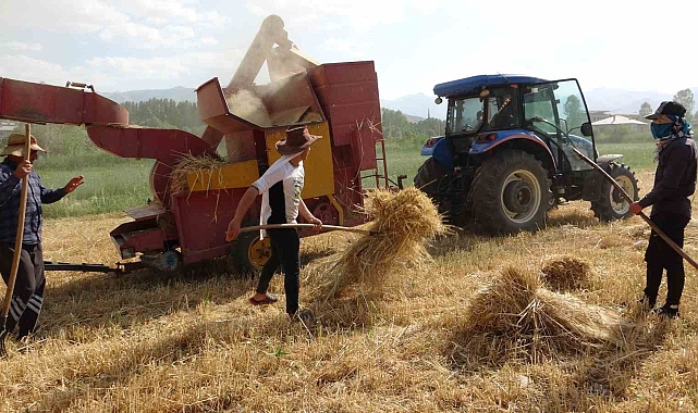 Arpa hasadı başladı