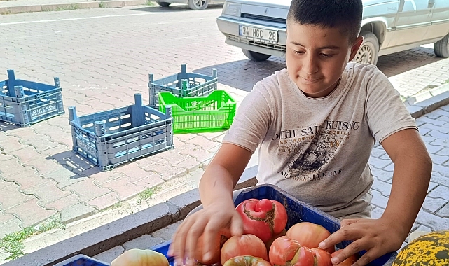 Ata tohumu organik pembe domates satarak okul harçlığını çıkartıyor