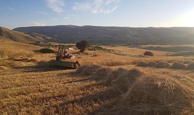 Buğday hasadı başladı