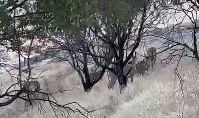 Dağ keçileri sürü halinde görüntülendi