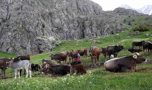 Dağ keçileriyle inek sürüsü bir arada