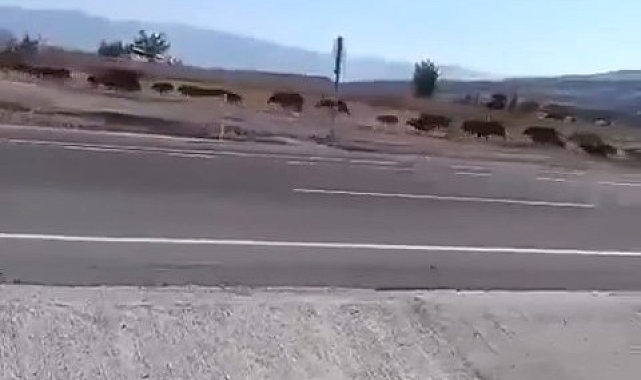 Domuz sürüsü görüntülendi