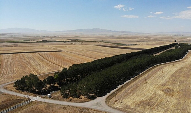 Kars'ta tren istasyonundaki çam ağaçları kuruyor