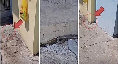 Köylerde yılan paniği!