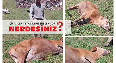 Köylü isyanda, neredesiniz diye feryad ediyor