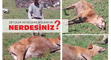 Köylü isyanda, neredesiniz diye feryad ediyor