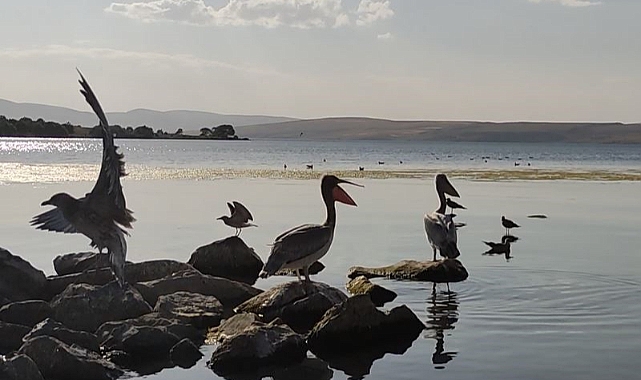 Pelikanlar Akçakale Adası'nın maskotu oldu