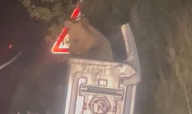 Şehre inen ayı çöpten karnını doyurdu